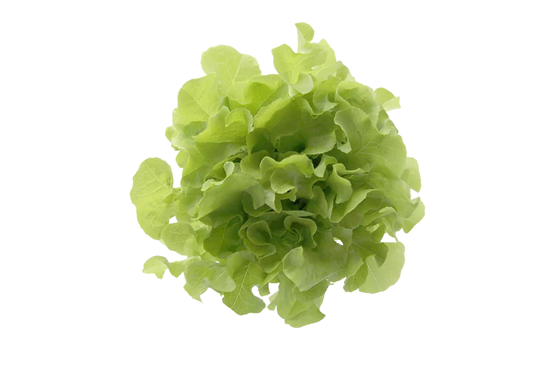 綠橡葉 - 水耕菜 200g