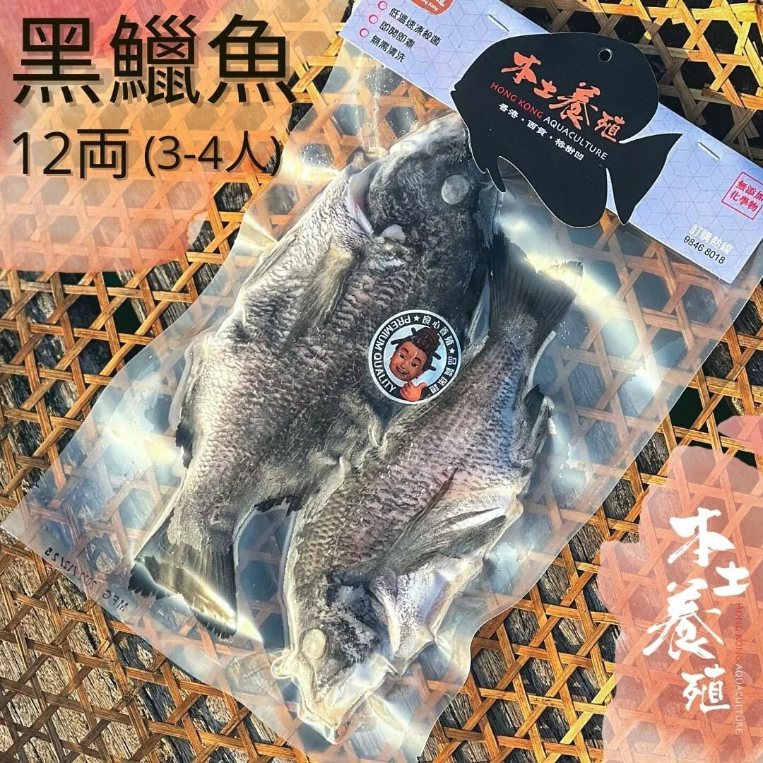 黑鱲魚