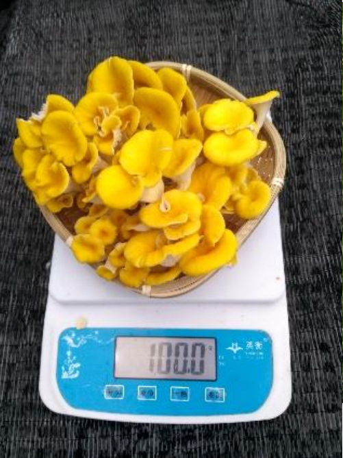 榆黃菇 Golden Oysters