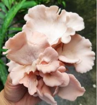 粉紅玫瑰菇 Pink Oysters