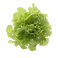 綠橡葉 - 水耕菜 200g